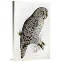 в. Great Cinereous Owl Art Print - Джон Гулд