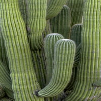 Saguaro Cactus, Arizona, USA Poster Print