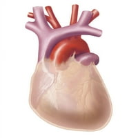 Човешко сърце, покрито с печат на плакати от перикард от Trifocal Communications Stocktrek Images