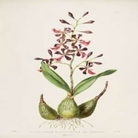 Орхидея, печат на плакати на макрохилум Epidendrum от Августа Уидърс