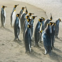 Остров Южна Джорджия, Gold Harbour King Penguins Пясъчно от печат от катабатични ветрове от Юрий Choufour An02Ych0038