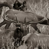 Bull Lel Bugling с Harem-Colorado Sepia от Тим ​​Фицхарис