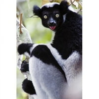 Панорамни изображения PPI отблизо на Indri Lemur - Indri Indri Andasibe -Mantadia Национален парк Мадагаскар Печат от Panoramic Images - 24