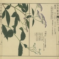 Китайски, японски и сакхалин Snakeroot Poster Print от ® Florilegius Mary Evans